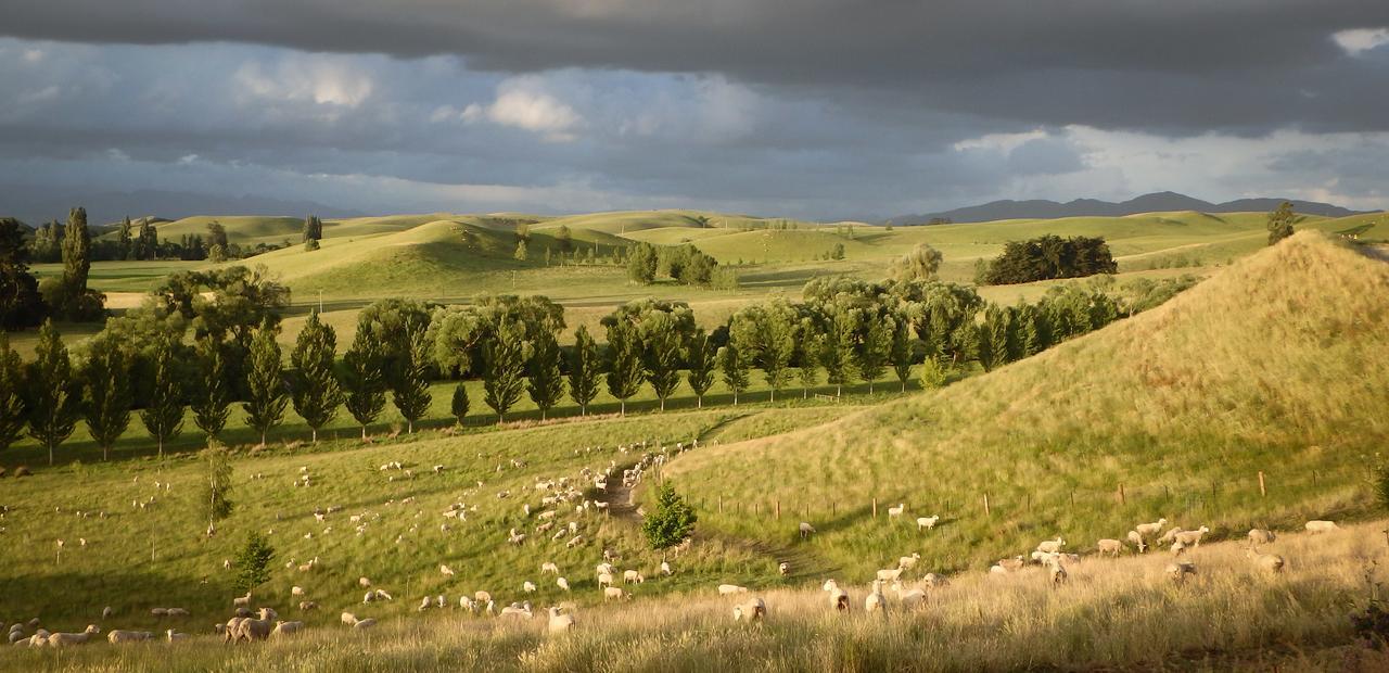 Tree House Lodge Bed & Breakfast Cheviot Exterior foto